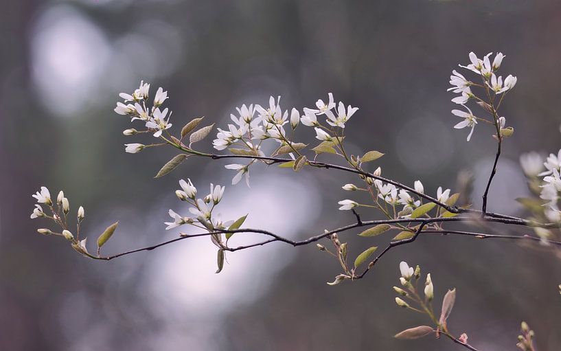 Blüte des Johannisbeerbaums von Saranda in t Veld Fotografie