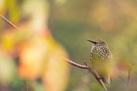 Rowan (oiseau) sur la branche I