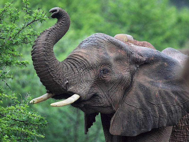 Afrikaanse olifant (Loxodonta africana) van Dirk Rüter