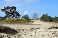 Natuur op een zandverstuiving(2) van Gerard de Zwaan thumbnail