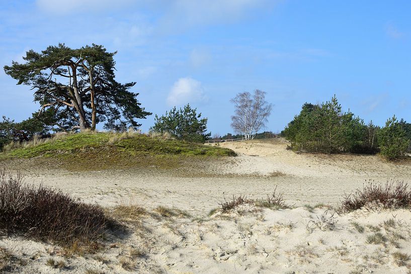 Natuur op een zandverstuiving(2) van Gerard de Zwaan