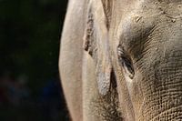Olifant
