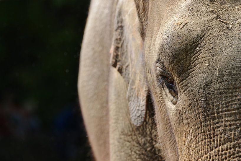 Olifant von Jeantina Lensen-Jansen