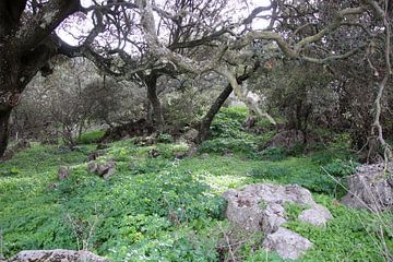 Bomen in de bergen in Alfarnate Andalusië. van Jan Katuin