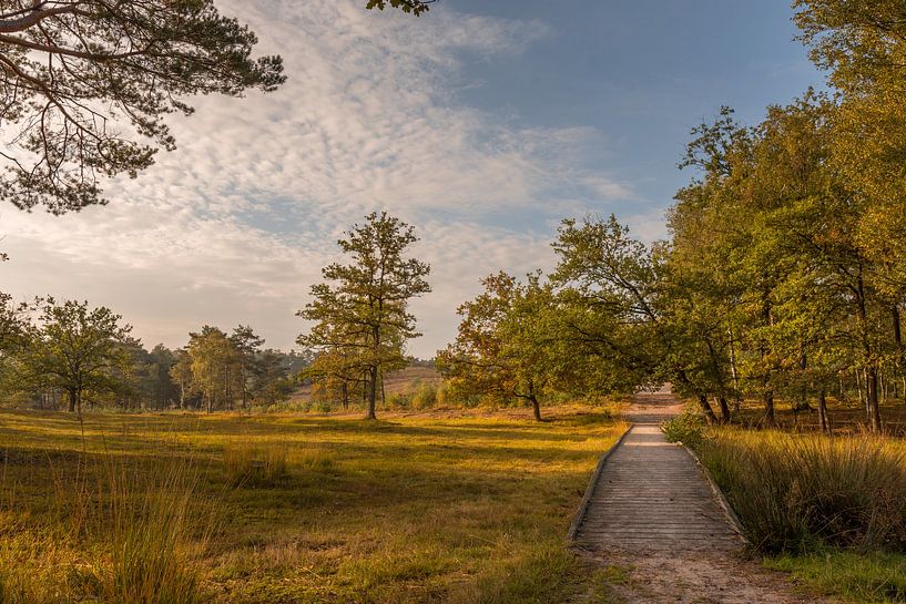 Brunssummerheide in de herfst tijdens het goudenuurtje na zonsopkomst van John van de Gazelle fotografie