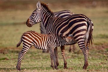 zuigende zebra welp van Peter Michel