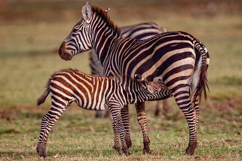 suckling Zebrababy by Peter Michel