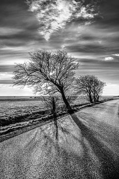 Arbre le long d'une route de campagne frisonne à la lumière du soleil