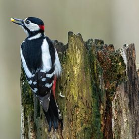 Woodpecker on Stump by Jaap Ladenius