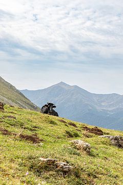 Koe in Spaanse bergen (Picos de Europa) van Simone Diederich