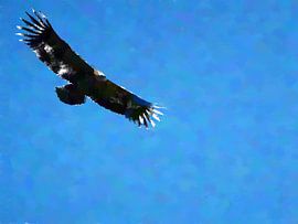 Adelaar in blauwe lucht van Ready Or Not