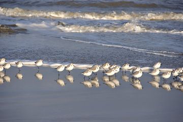 Strandvogels by Fred van den Brink