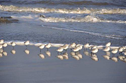 Strandvogels