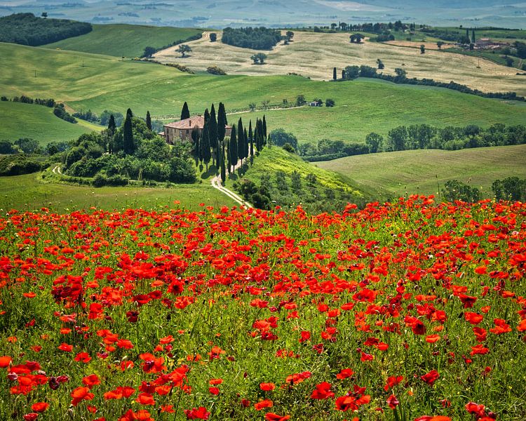 Podere Belvedere in einem blühenden Mohnfeld I von Teun Ruijters