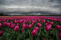 Plankwolk boven een tulpenveld van Ruud van der Lubben thumbnail