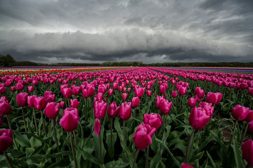 Plankwolk boven een tulpenveld van Ruud van der Lubben