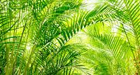 onder het bladerdak van de palm zonnige palmtuin