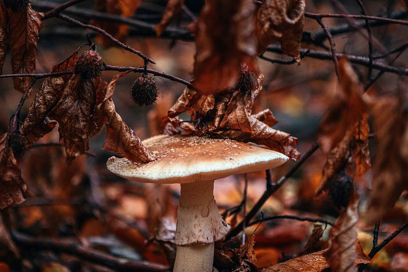 L'automne à son meilleur par Maarten Borsje