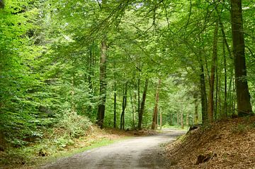A path through the forest by Corinne Welp