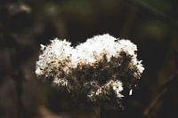 Style my Home series by Liberty Ragazza Biesma