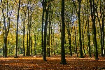 Autumn in the Speulderbos by Ad Jekel