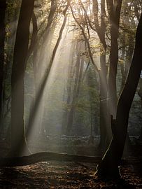 Het bos van de dansende bomen