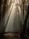 The forest of dancing trees by Evert Jan Kip thumbnail