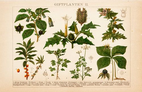 Antieke kleurenlitho Gifplanten II
