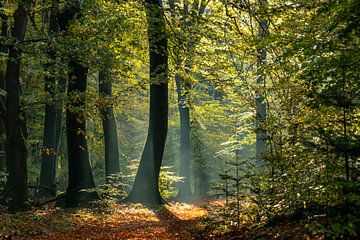 Magic forest by P Leydekkers - van Impelen