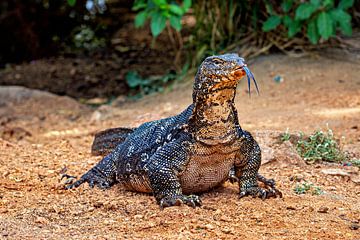 The banded monitor lizard by Roland Brack