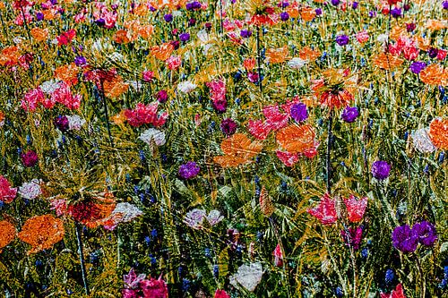 Diverses fleurs colorées
