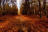 Herbst im Wald
