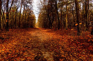 herfst in het bos van Corrie Ruijer