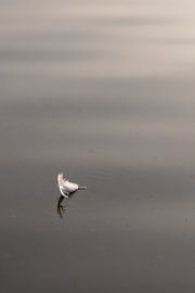 weiße Feder auf dem Wasser
