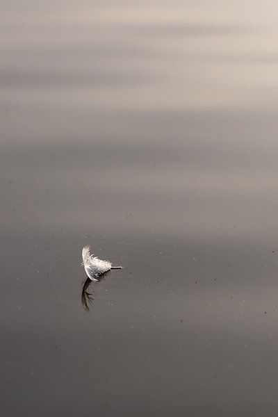 white feather on the water by Sandra Hogenes