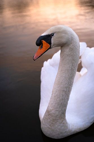 The swan