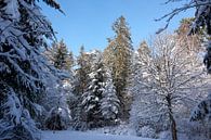 Winterbos met besneeuwde bomen in winterzon onder blauwe hemel van creativcontent thumbnail