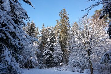 Winterbos met besneeuwde bomen in winterzon onder blauwe hemel van creativcontent