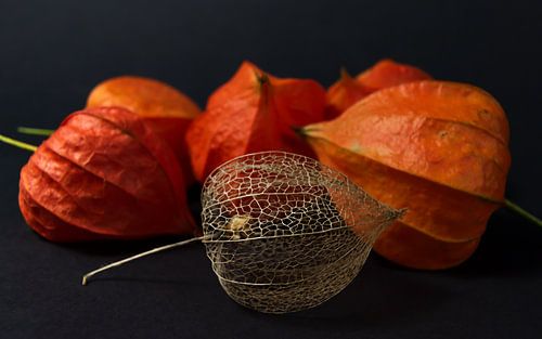 stilleven van lampionnen van de lampionplant