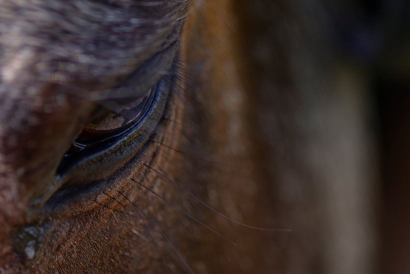 Sadness in her horse's eye by Jolanda de Jong-Jansen