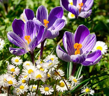 Crocuses with Daisies in Spring by Corinne Welp