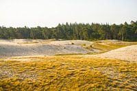 Morgen in der Sahara (bei Ommen)