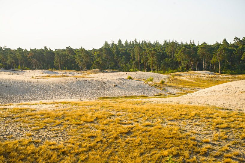 Morgen in der Sahara (bei Ommen) von Stobbe; stiltegrafie