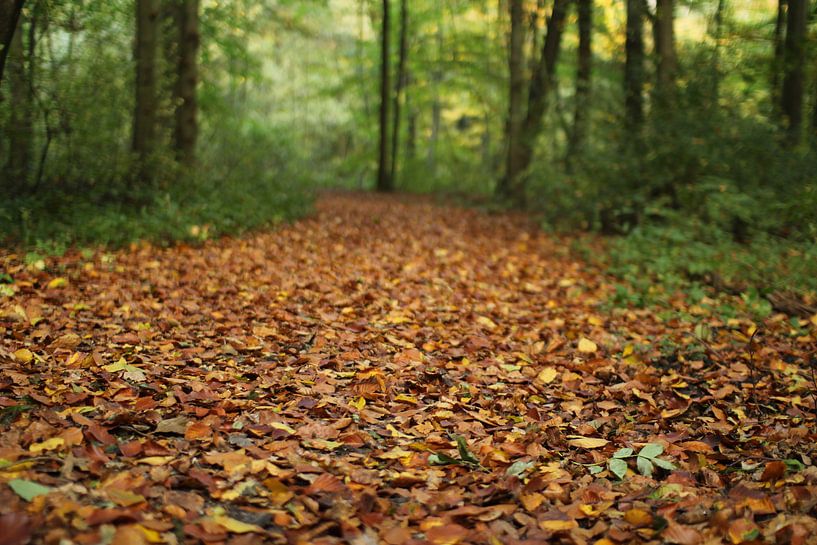 Herbst im Wald von Marcel Alsemgeest