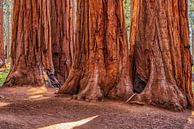 Giant Brothers by Joseph S Giacalone Photography thumbnail