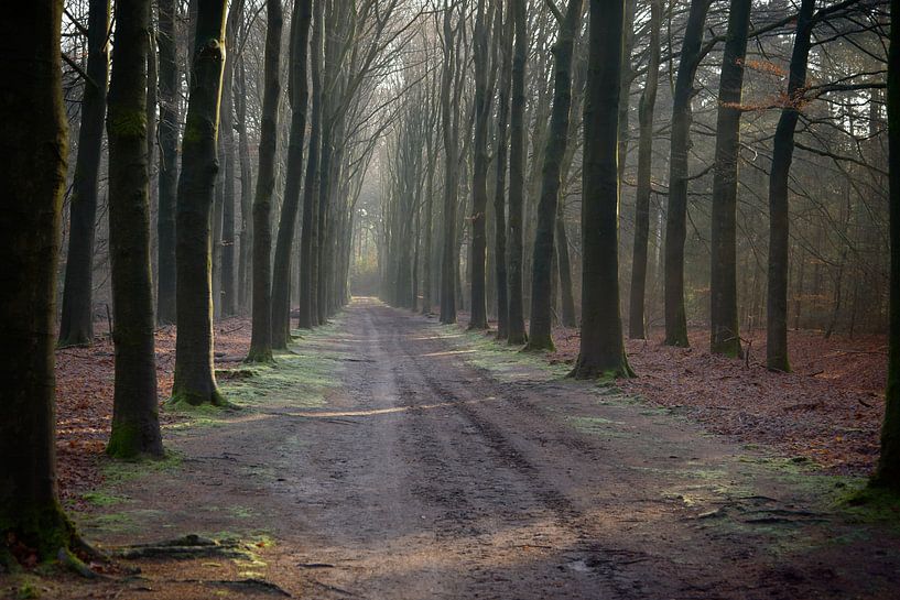 Sentier forestier en automne par Jaap Kloppenburg