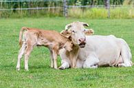 Kalf met moeder koe in weide van Ben Schonewille thumbnail