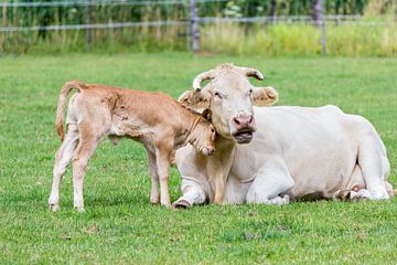 Kalf met moeder koe in weide van Ben Schonewille