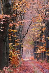 Se promener dans une forêt automnale féérique