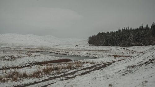 Zika deer near river in the Cairngorms